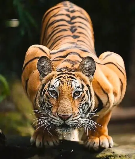 Crouching tiger